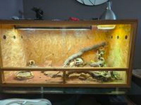   Pogona + terrarium 