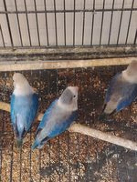   Inséparable Fischer mutation bleu opaline femelle. 
