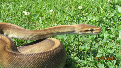 serpent python 85800 Le fenouiller