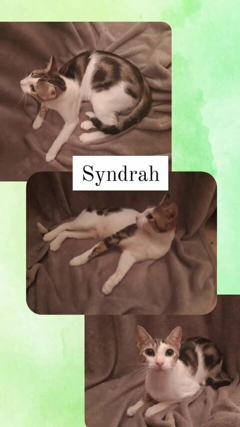 Syndrah, petite minette cherche foyer pour la vie 230 84190 Vacqueyras
