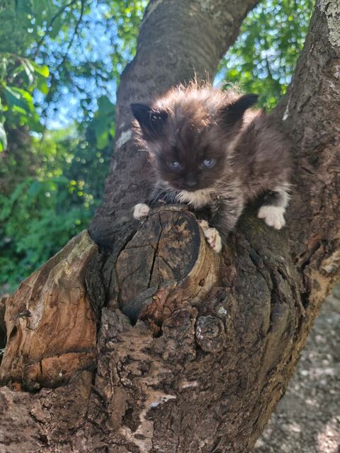  Chaton sib&eacute;rien LOOF m&acirc;le 1650 85310 Chaillé-sous-les-ormeaux