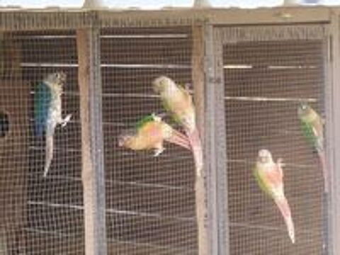   Perruche conures  