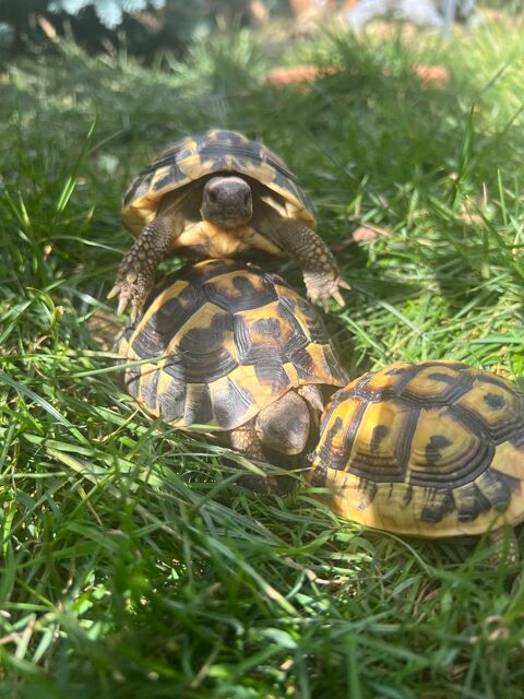 Tortues 2, 3, et 4 ans (Ile de France 91) 100 91620 La ville-du-bois