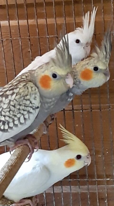 Callopsittes 25 60380 Morvillers