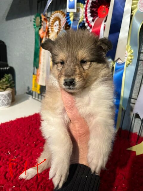 Chiot colley poil long( lassie) 950 58350 Nannay