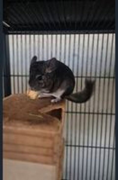   Chinchilla femelle 