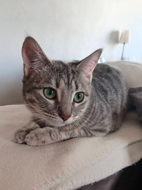 BLANCHE 1 26200 Mont�limar