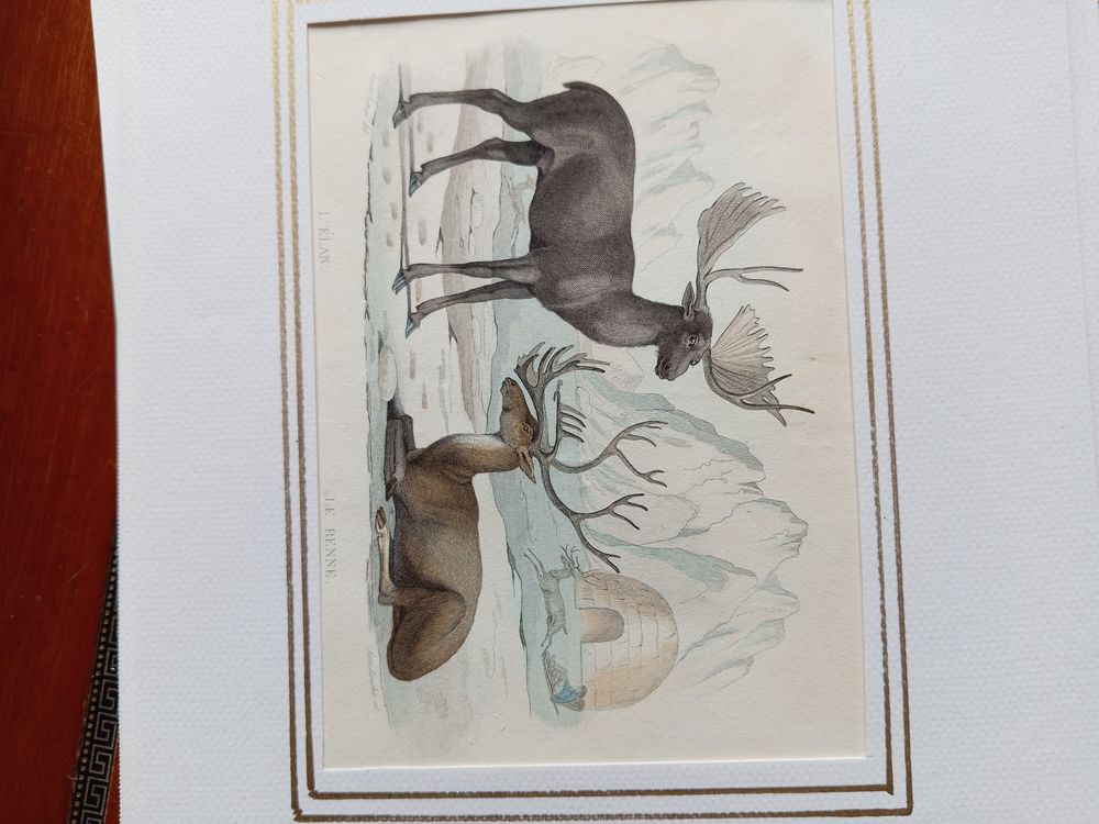  MAMMIFERES 52 GRAVURES ORIGINALES DE BUFFON DE 1839
