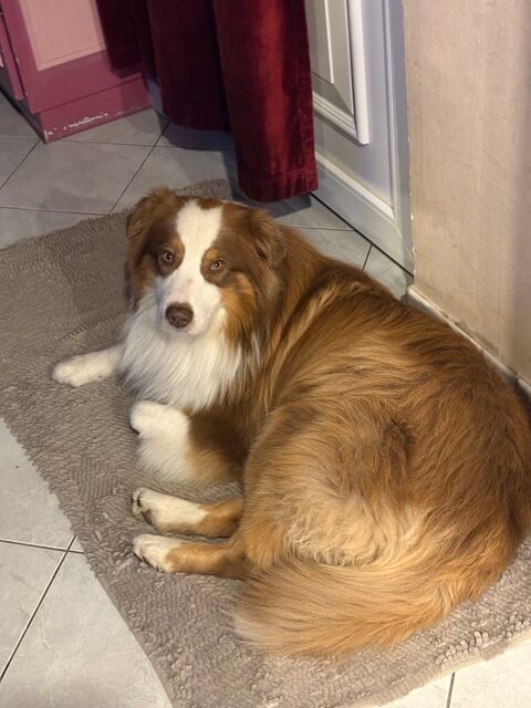 Saillie berger australien 700 68740 Fessenheim