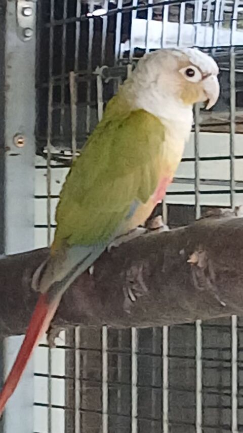 Perruches conure de molinae 60 07100 Annonay