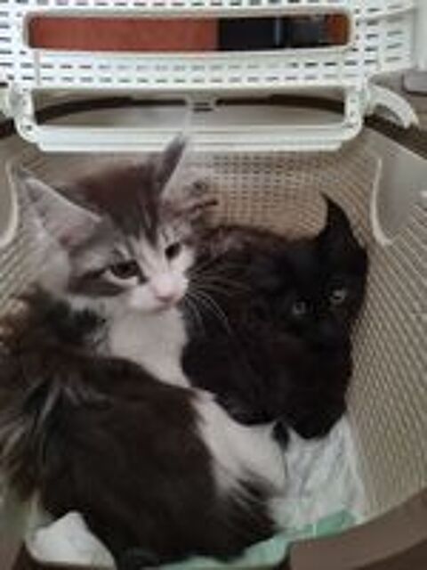   Maine coon 