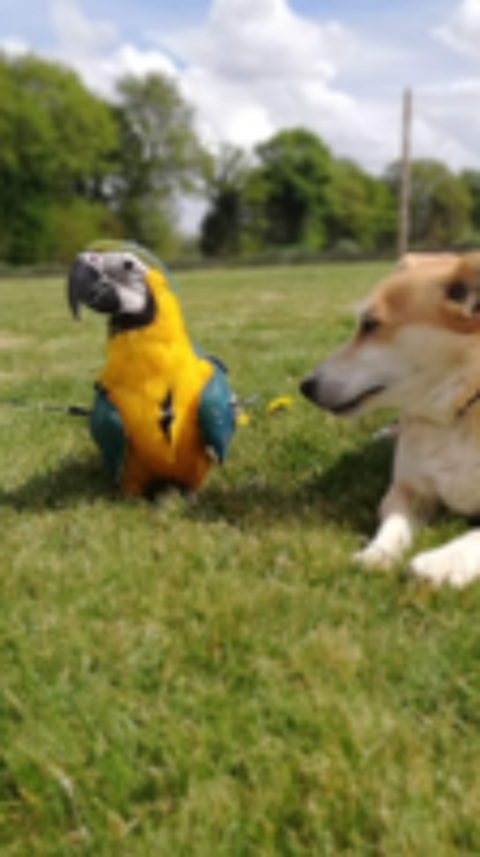   ARA BLEU ET JAUNE ELEVE A LA MAIN 