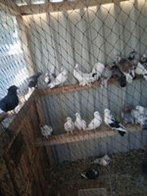   Jeunes pigeons  
