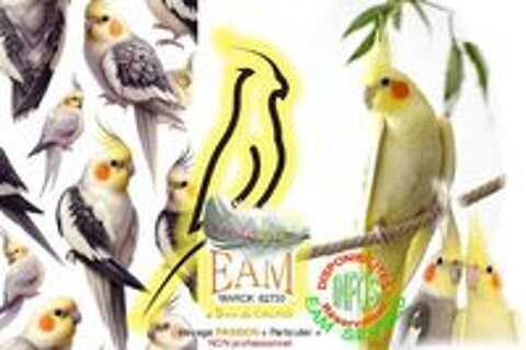   Oiseaux Calopsittes apprivoisées (EAM) 
