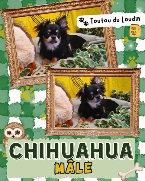 Chiot chihuahua m&acirc;le poils longs 500 18140 Pr�cy