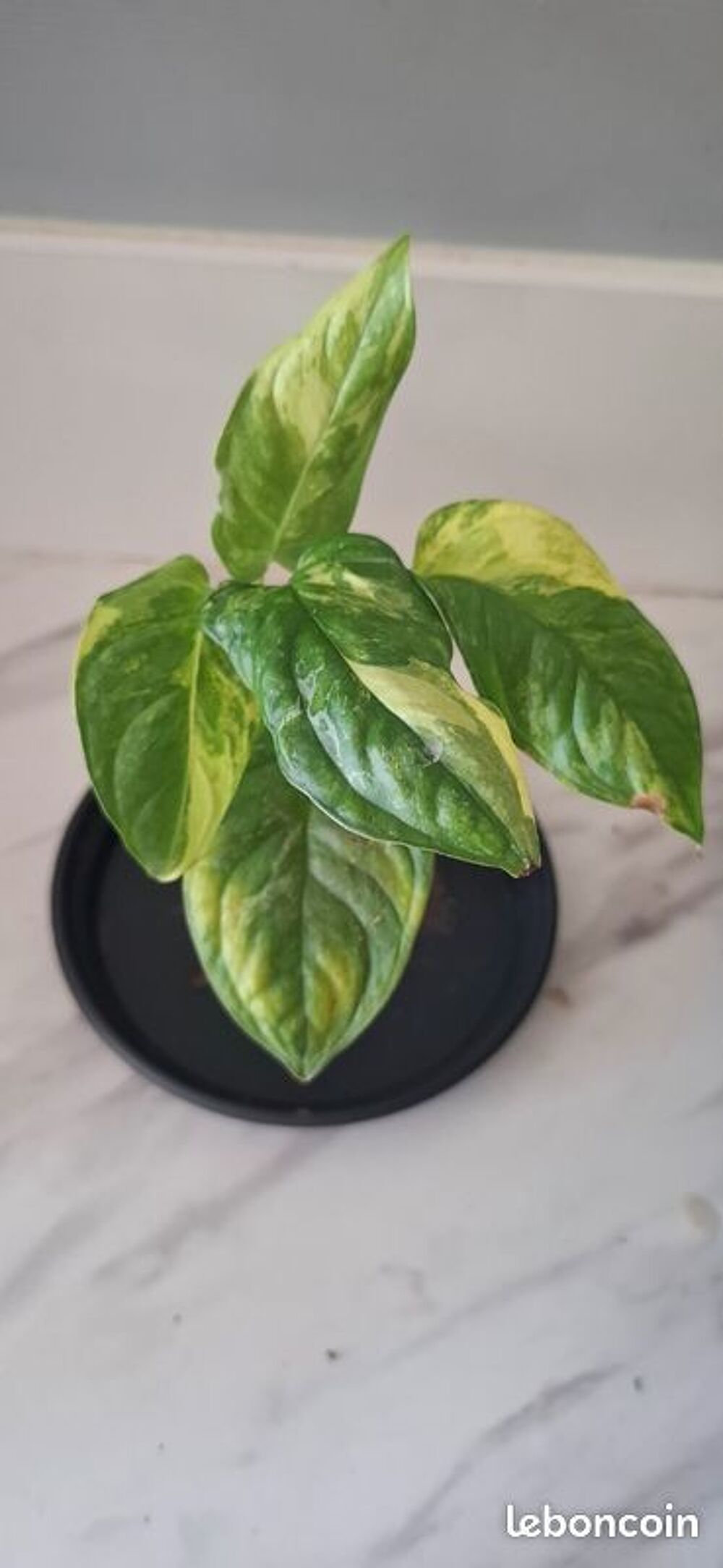 Monstera lechleriana variegata bouture 50 Décoration