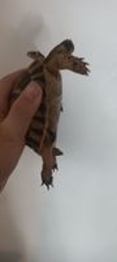   Tortue 