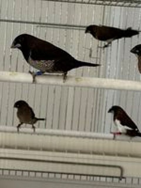   moineau du japon  