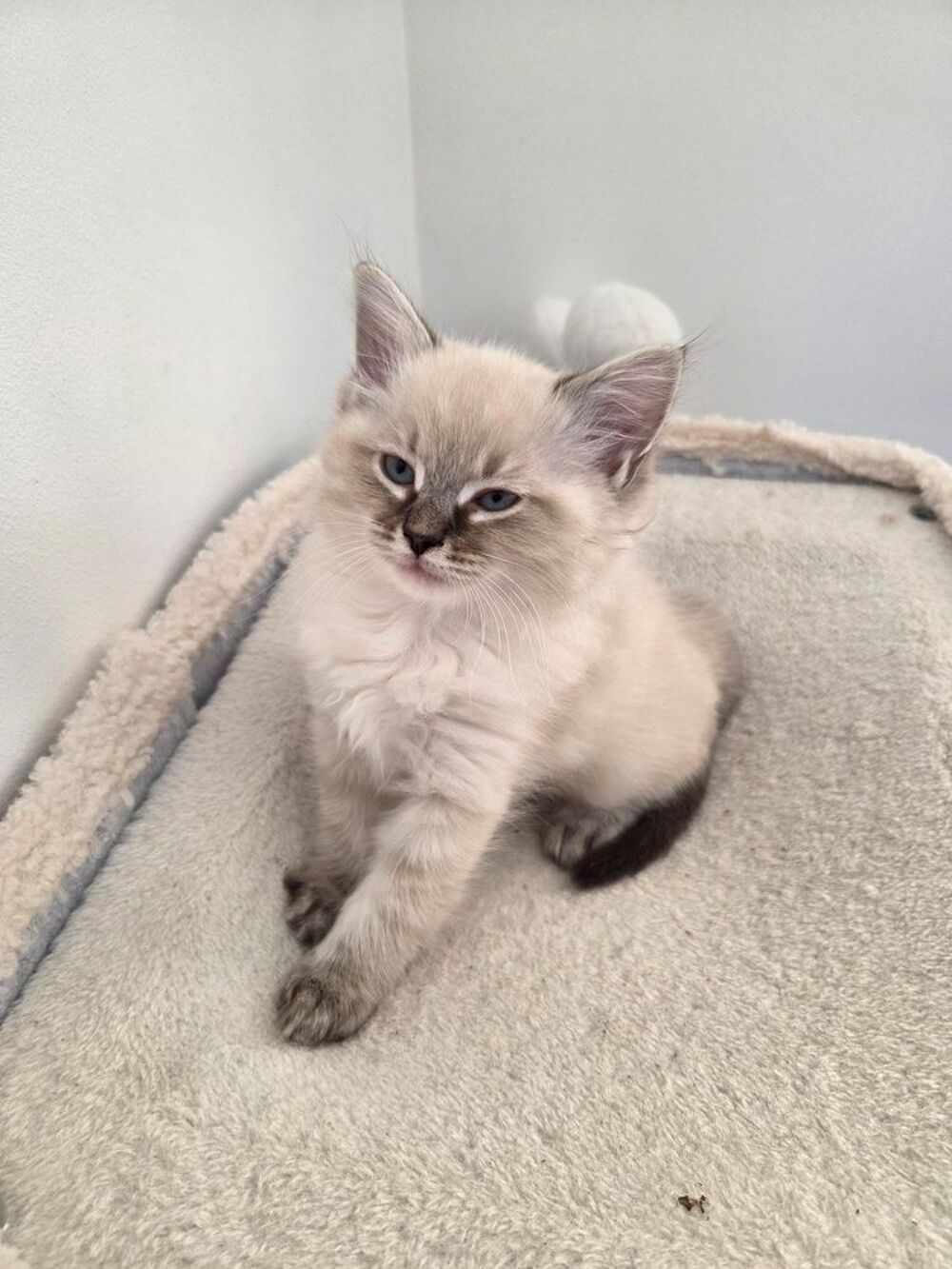   Chatons type Ragdoll 
