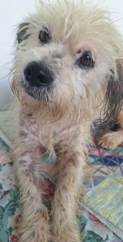 MAYA la petite bichonne 350 78500 Sartrouville