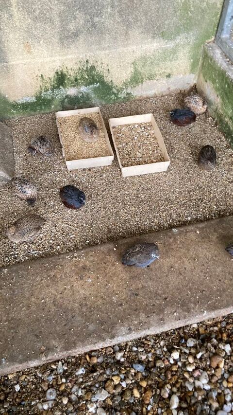 Cailles de chine n&eacute;es en  2025 et bagu&eacute;es 14 35520 La chapelle-des-fougeretz