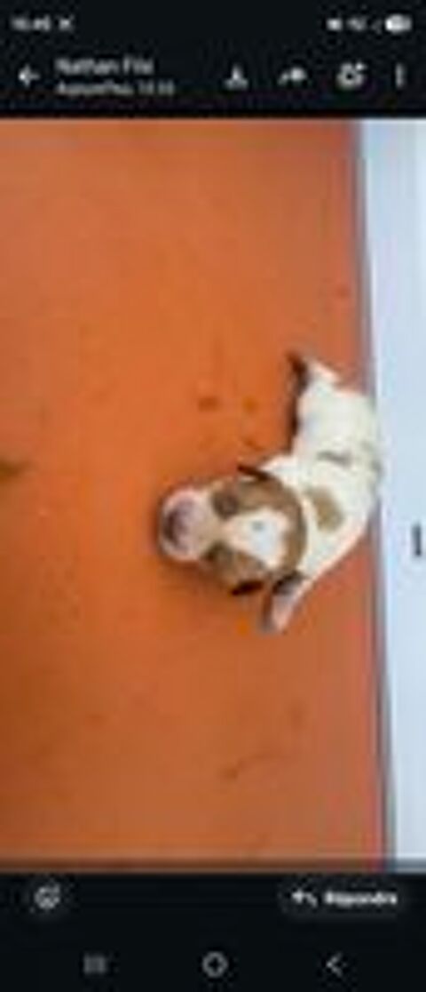   Epagneul bretons (chiot) 