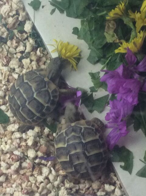 Bébés tortues HH 35 34470 Prols