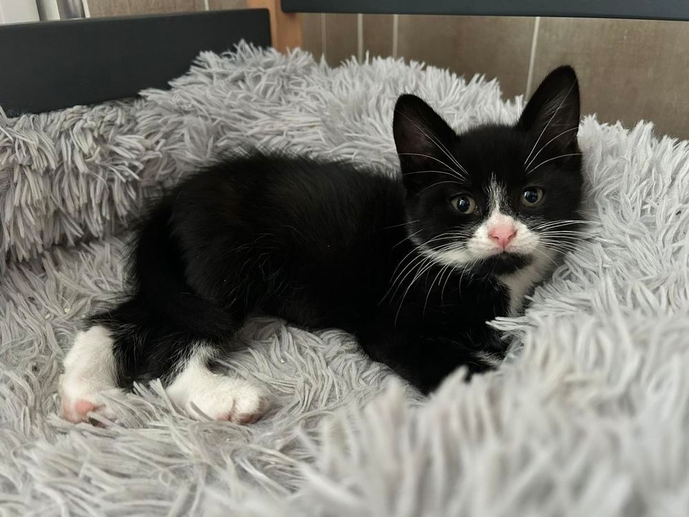   Luna ( chatonne) , petite boule d'amour ne le 1 avril 2025 