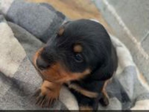   Jagd terrier mâle  