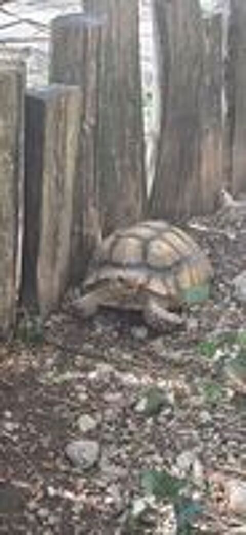   Deux tortues Sulcata 