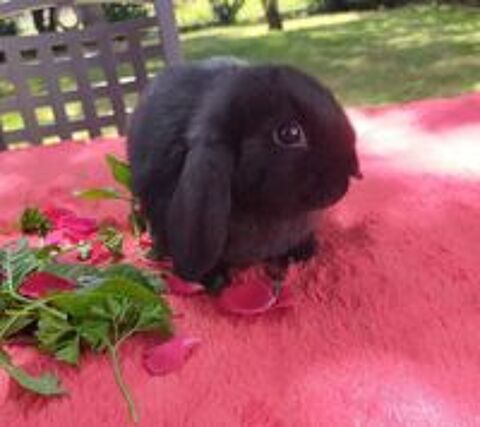   Plusieurs adorables lapins nains sont disponibles 