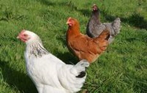   poules pondeuses 