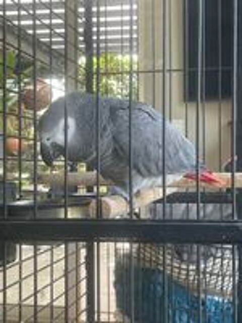   Recherche femelle gris du gabon 