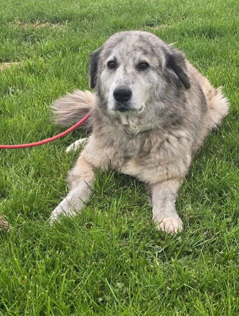 SVESKA crois&eacute;e de 7 ans 140 59300 Aulnoy-lez-valenciennes