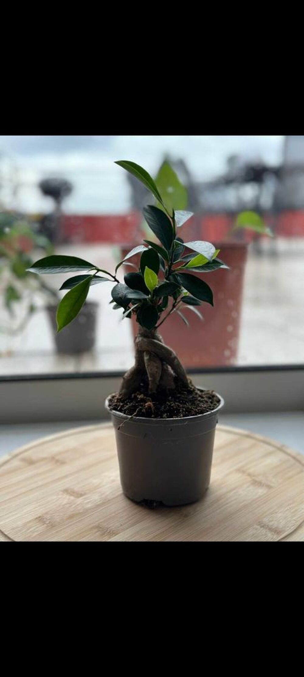 divers plantes Décoration