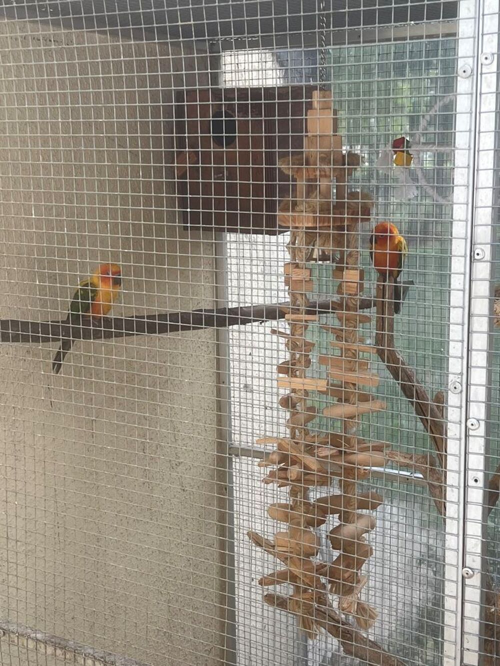   Conure soleil  