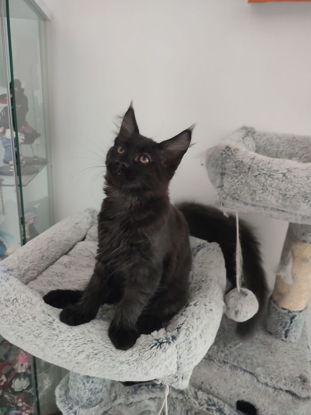   1 mâle noir maine coon Loof 