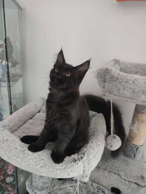 1 m&acirc;le noir maine coon Loof 1000 62940 Haillicourt