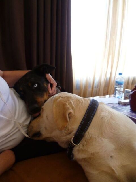 je cherche teckel poil dur ou  jack russel  entre 4 et 6 ans 500 83110 Sanary-sur-mer