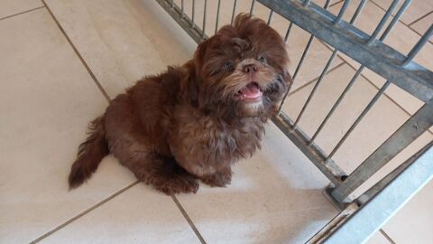 Shih tzu 590 86220 Les ormes