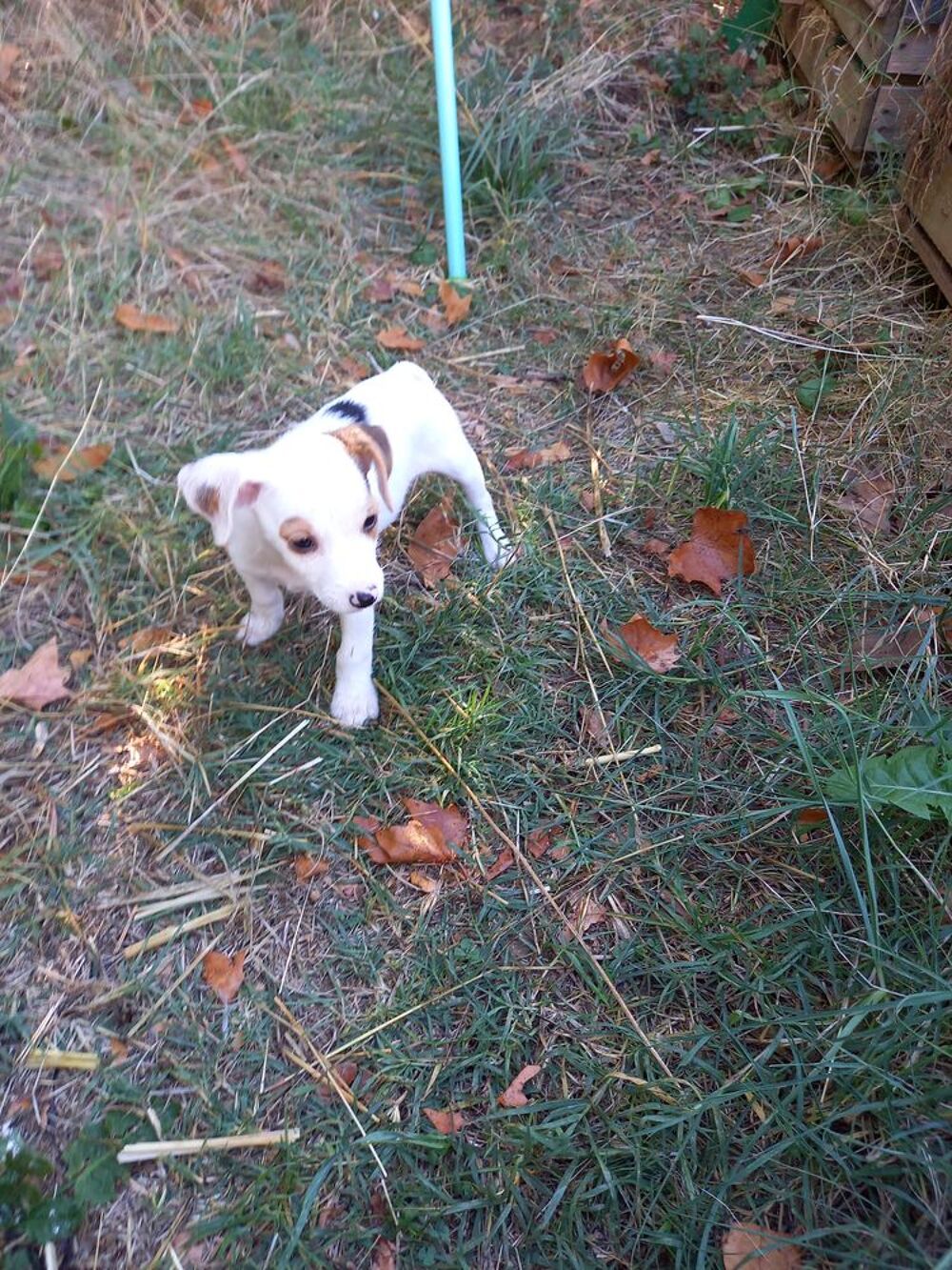   4 chiots Jack russell terrier 