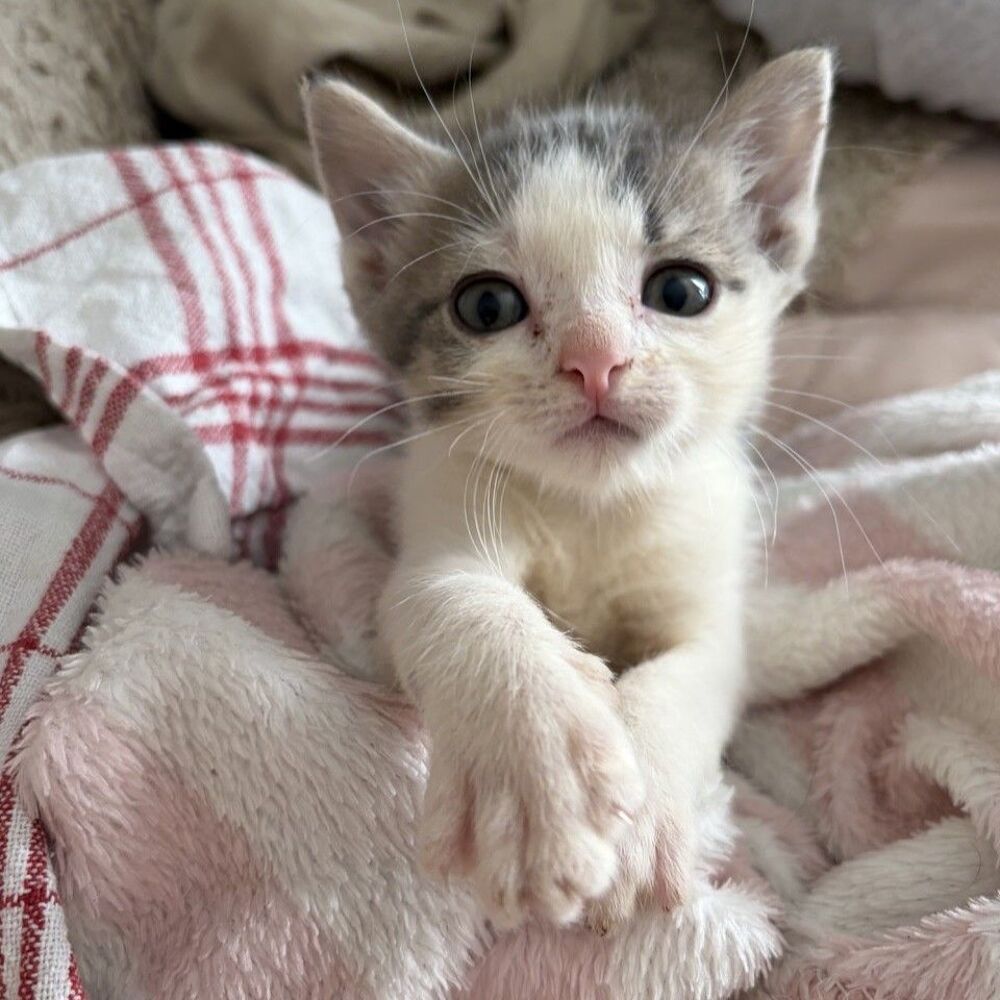   PETIT PRINCE 