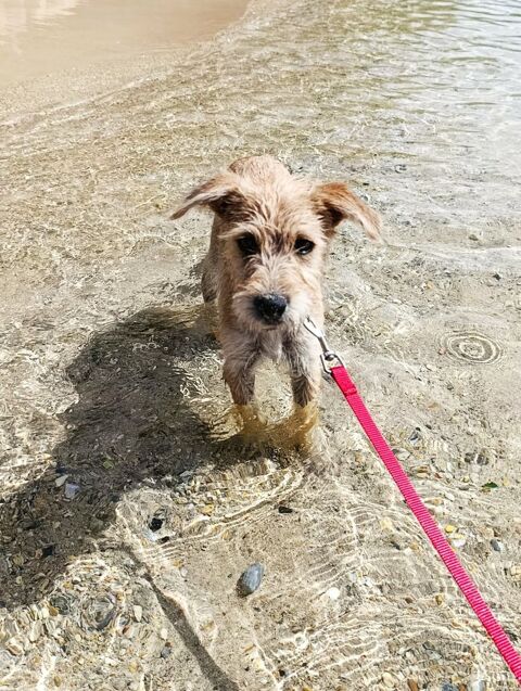 Noisette, la belle x griffon 350 10000 Troyes