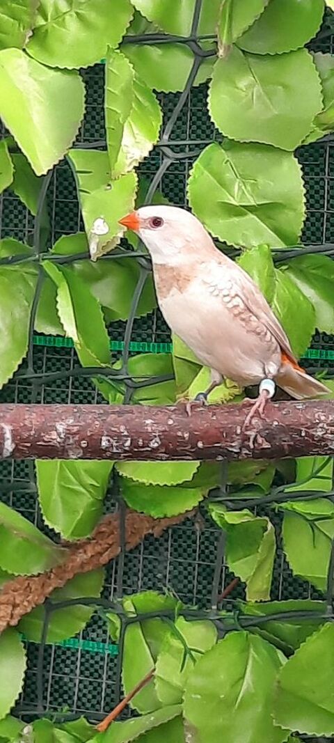 Petit exotique bec droit  50 47140 Frespech