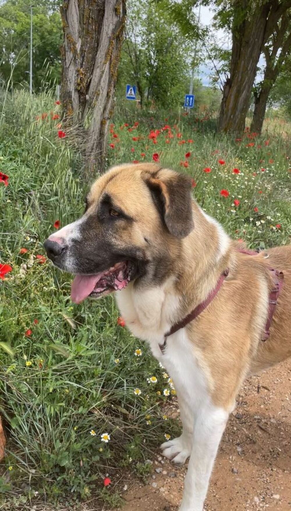   RUSO💙  un tendre Mastin au cœur immense  