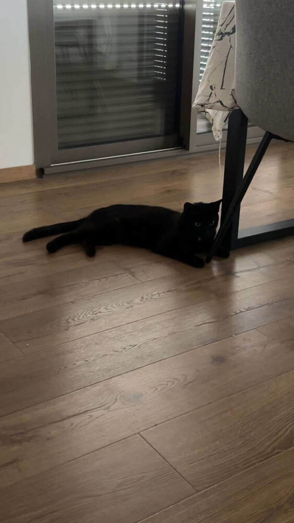   don chat mà¢le 