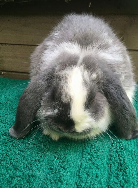 Petites lapines Minilops 60 31390 Carbonne