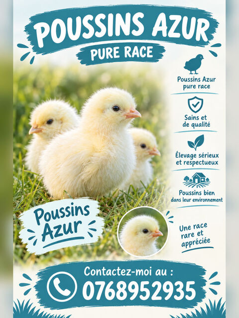 Poussins Azur pure race 15 13500 Martigues