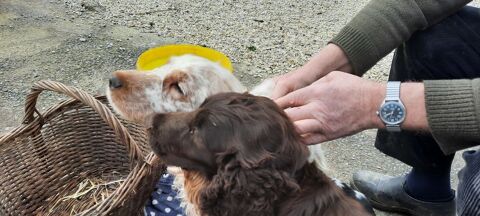 Type Cocker 800 50680 Airel