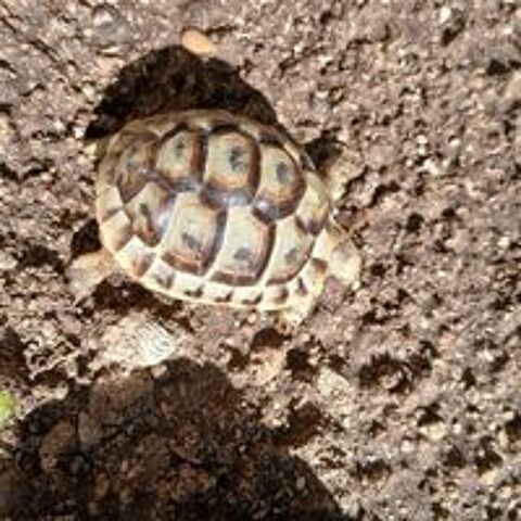   TORTUES GRECQUES  